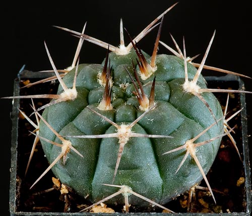 Gymnocalycium guanchinense